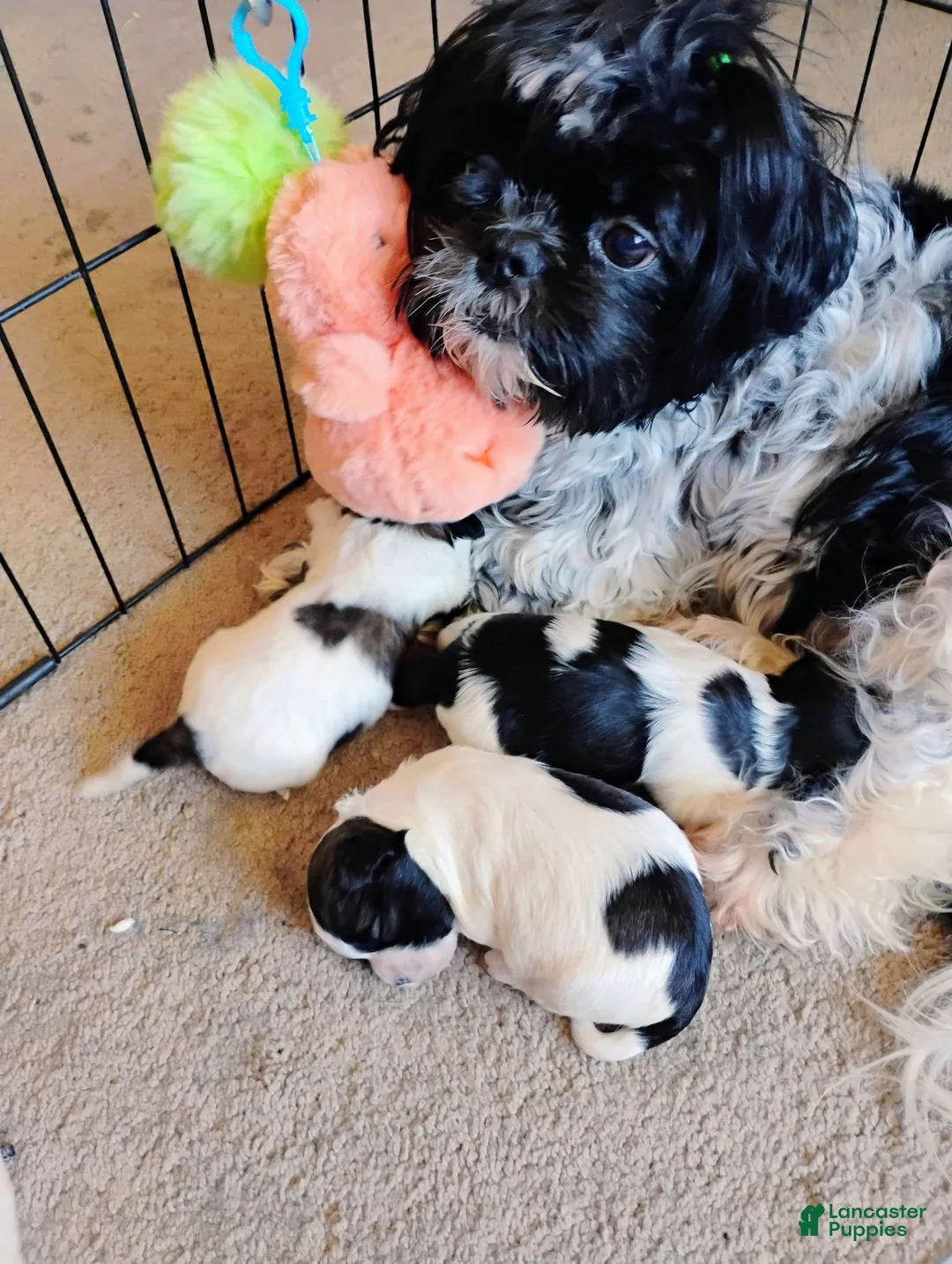 Teddy Bear dogs for sale: Teddy Bear 1 - Ad 2