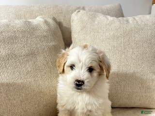 Mixed Breed dogs Billy - Ad 25