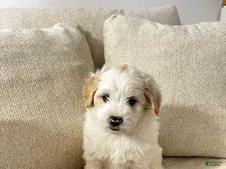 Mixed Breed dogs Billy - Ad 38