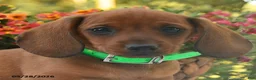 Dachshund dogs for sale: Hunter - Ad 3