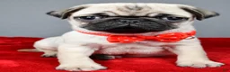 Pug dogs for sale: Frank - Ad 7