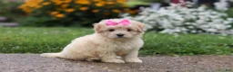 Mixed Breed dogs for sale: Brianna - Ad 5