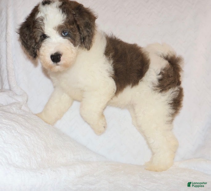 Mini Goldendoodle dogs Rochelle Chocolate Merle  - Ad 2