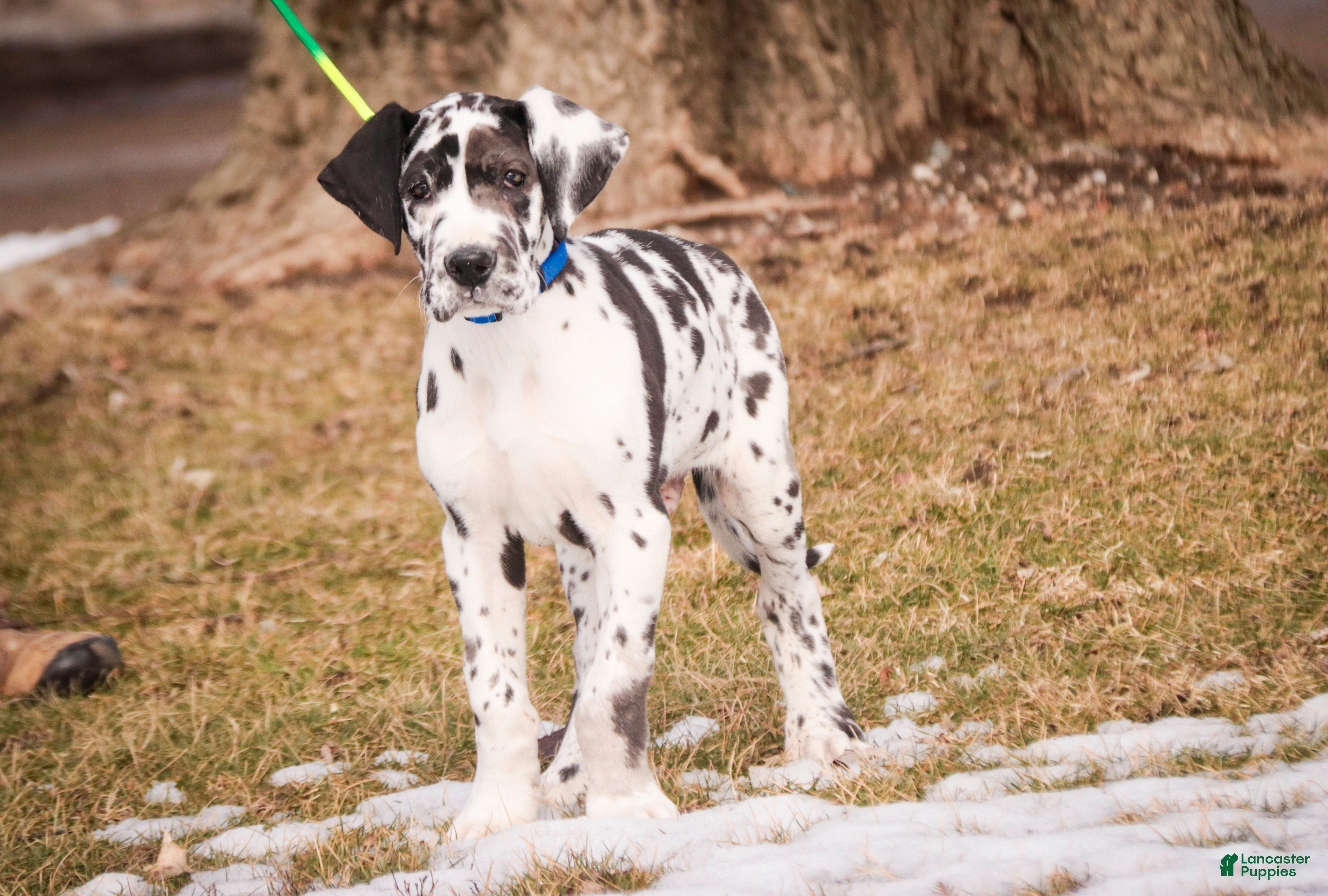 Great Dane dogs Gordon - Ad 1