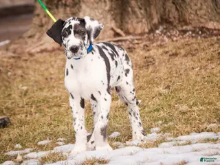 Great Dane dogs for sale: Gordon - Ad 2