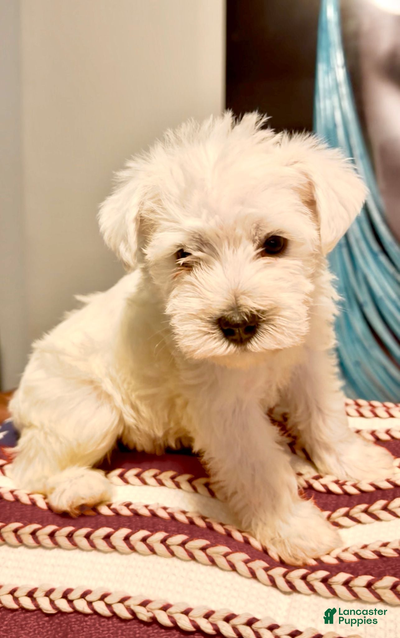 Miniature Schnauzer dogs Miniature Schnauzer 2 - Ad 10