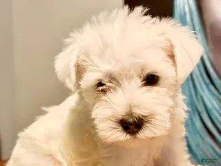 Miniature Schnauzer dogs Miniature Schnauzer 2 - Ad 10