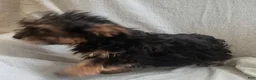 Yorkiepoo dogs for sale: Zeus - Ad 6