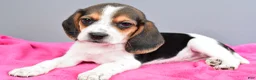 Beagle dogs for sale: Daisy - Ad 2