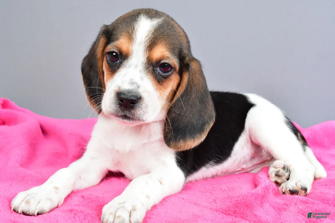 Beagle dogs for sale: Daisy - Ad 2