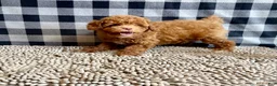 Miniature Poodle dogs for sale: Ned - Ad 5