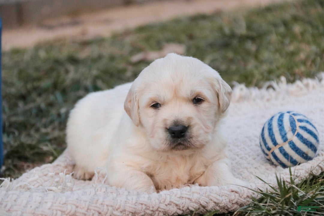 Golden Retriever dogs for sale: Rugby - Ad 4