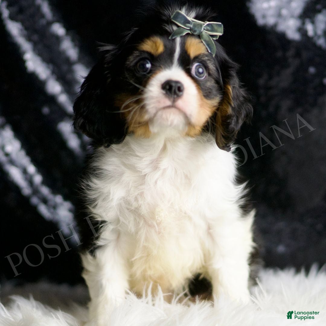Cavalier King Charles Spaniel dogs Rusty - Ad 21