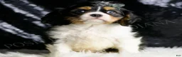 Cavalier King Charles Spaniel dogs for sale: Rusty - Ad 1