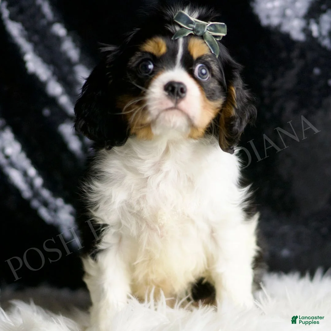 Cavalier King Charles Spaniel dogs for sale: Rusty - Ad 1