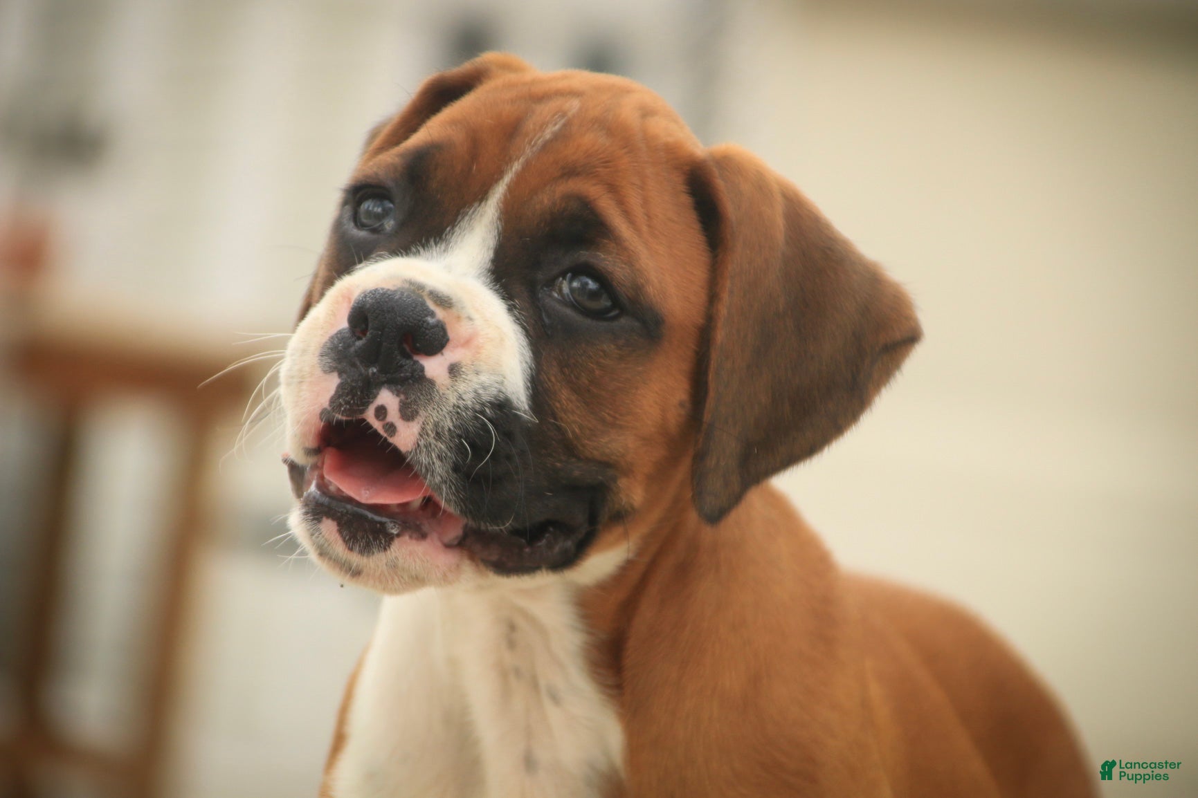 Boxer dogs Lily - Ad 2
