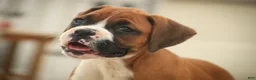 Boxer dogs for sale: Lily - Ad 2