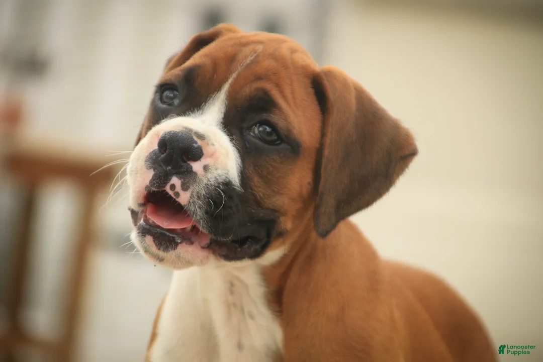Boxer dogs for sale: Lily - Ad 2