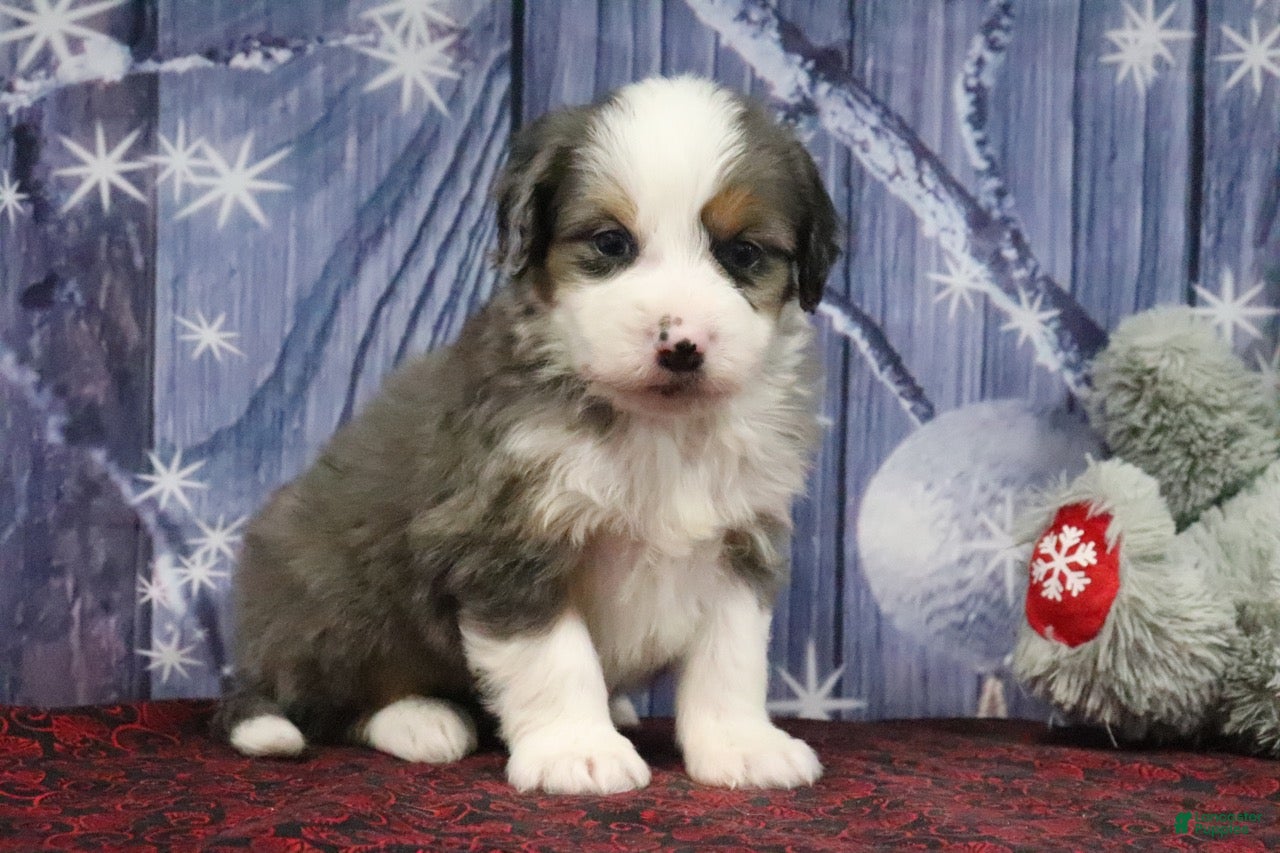 Bernedoodle dogs Dannie - Ad 8