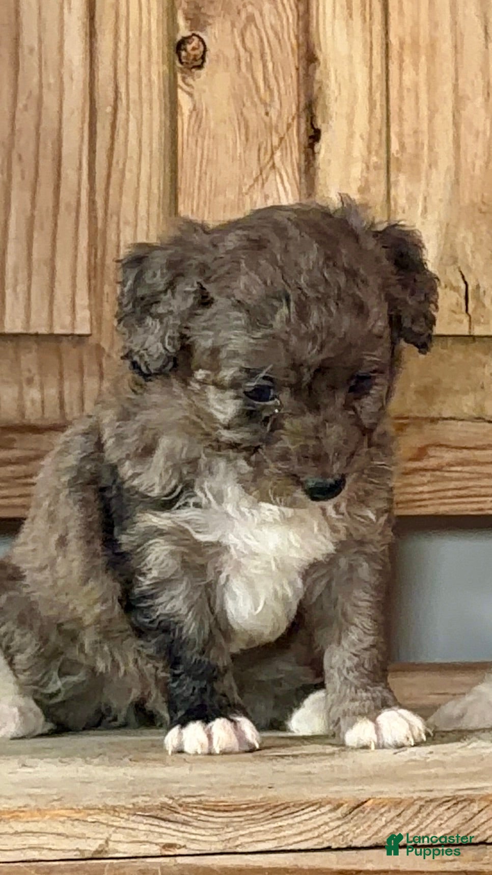 Bernedoodle dogs Emma-Jean, An Adventurous Blue Merle Girl - Ad 2