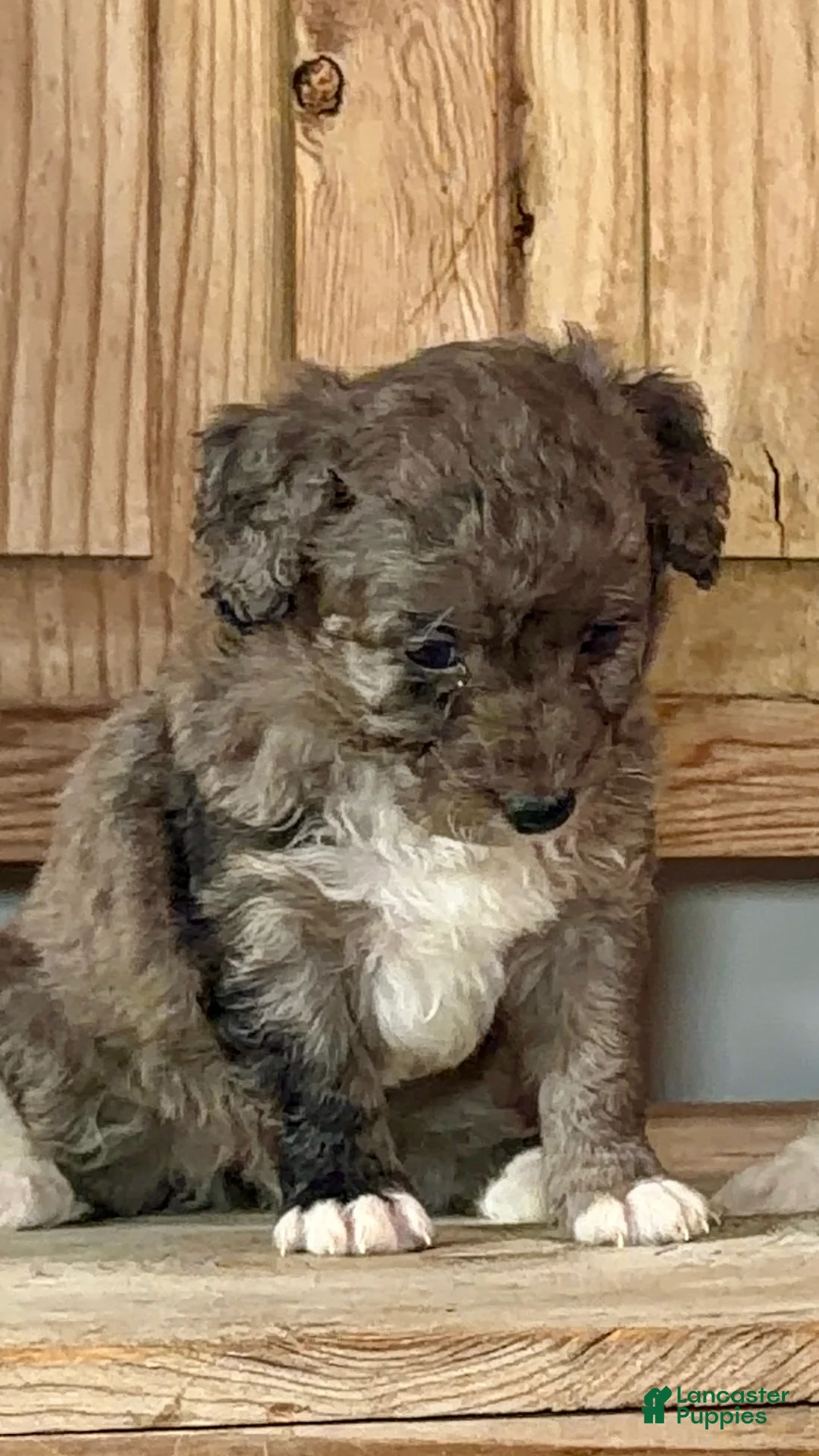 Bernedoodle dogs for sale: Emma-Jean, An Adventurous Blue Merle Girl - Ad 2