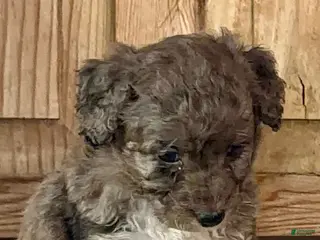 Mini blue merle Bernedoodle Puppies for sale | Lancaster Puppies