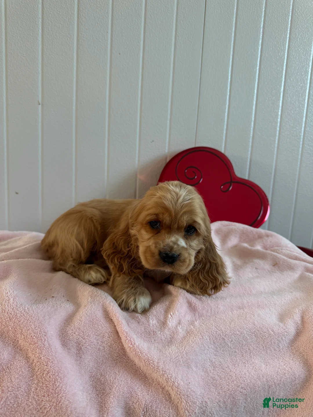 Cocker Spaniel dogs for sale: Alvin - Ad 1