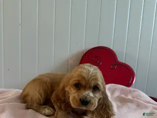 Cocker Spaniel dogs Alvin - Ad 41