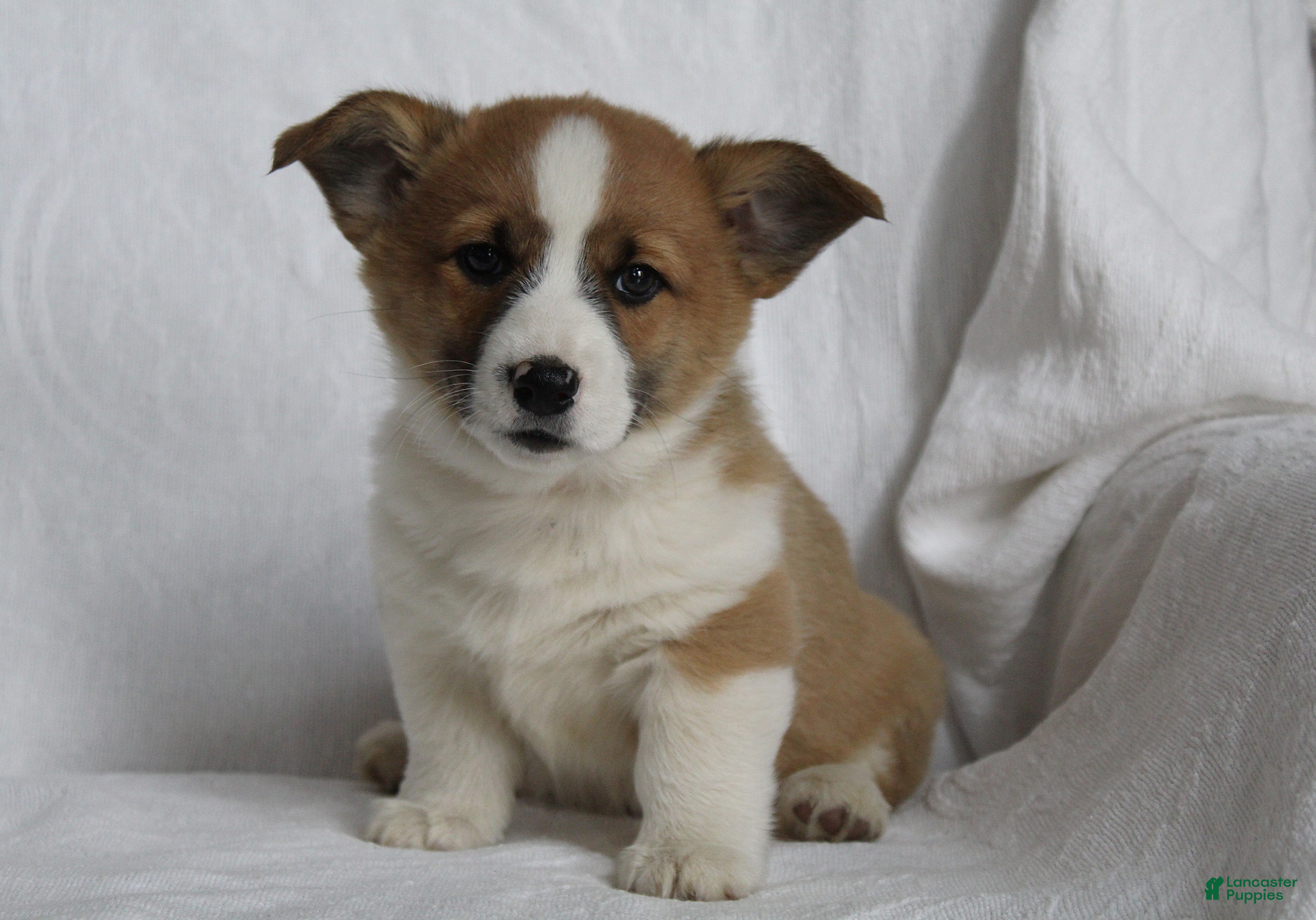 Welsh Corgi Pembroke dogs Buddy - Ad 12