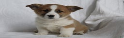 Welsh Corgi Pembroke dogs for sale: Buddy - Ad 1