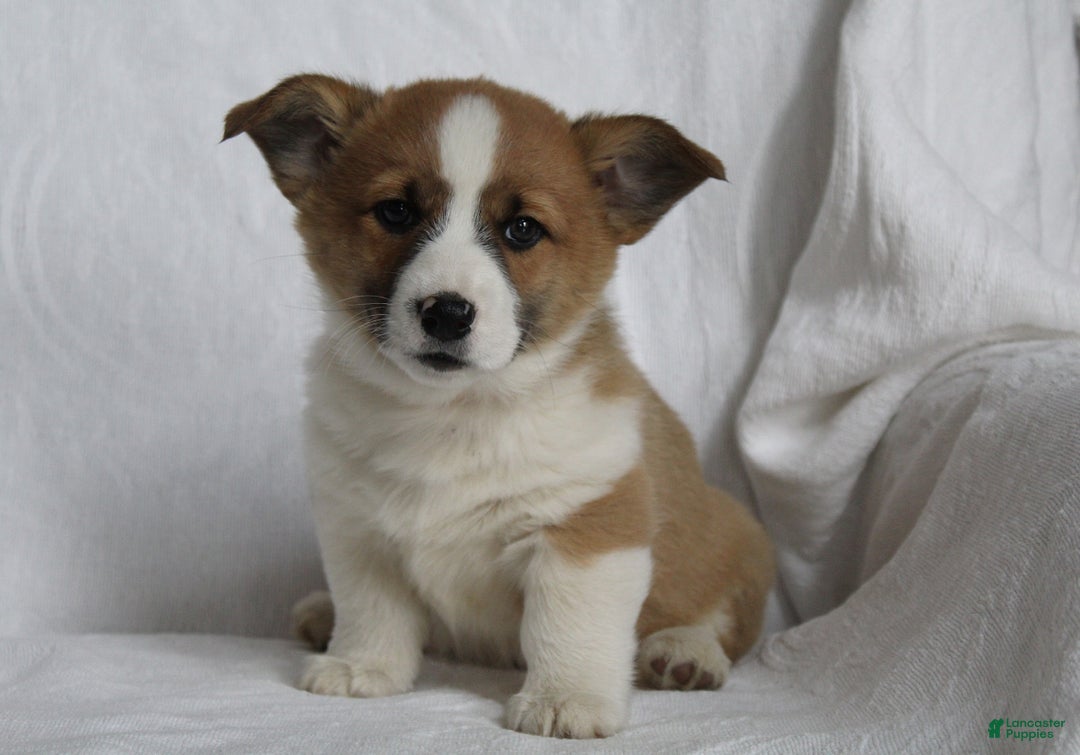 Welsh Corgi Pembroke dogs for sale: Buddy - Ad 1