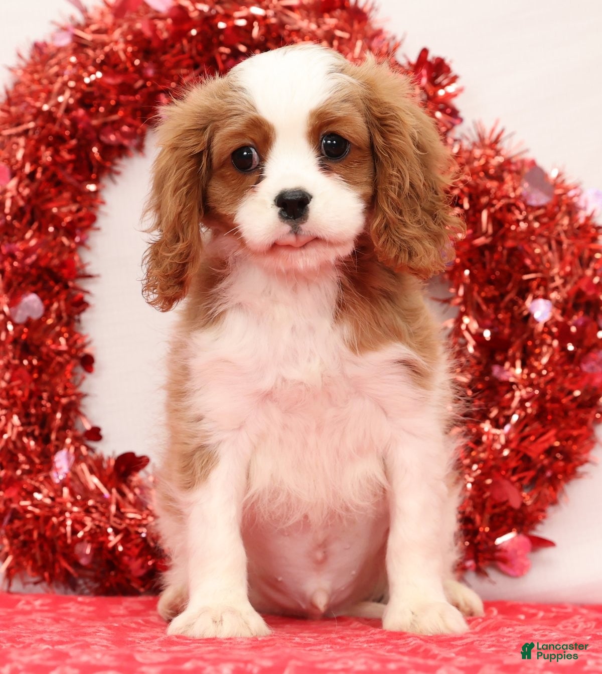 Cavalier King Charles Spaniel dogs Logan - Ad 2