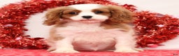 Cavalier King Charles Spaniel dogs for sale: Logan - Ad 2