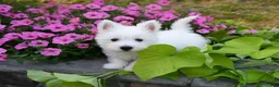 West Highland Terrier dogs for sale: Willis - Ad 4