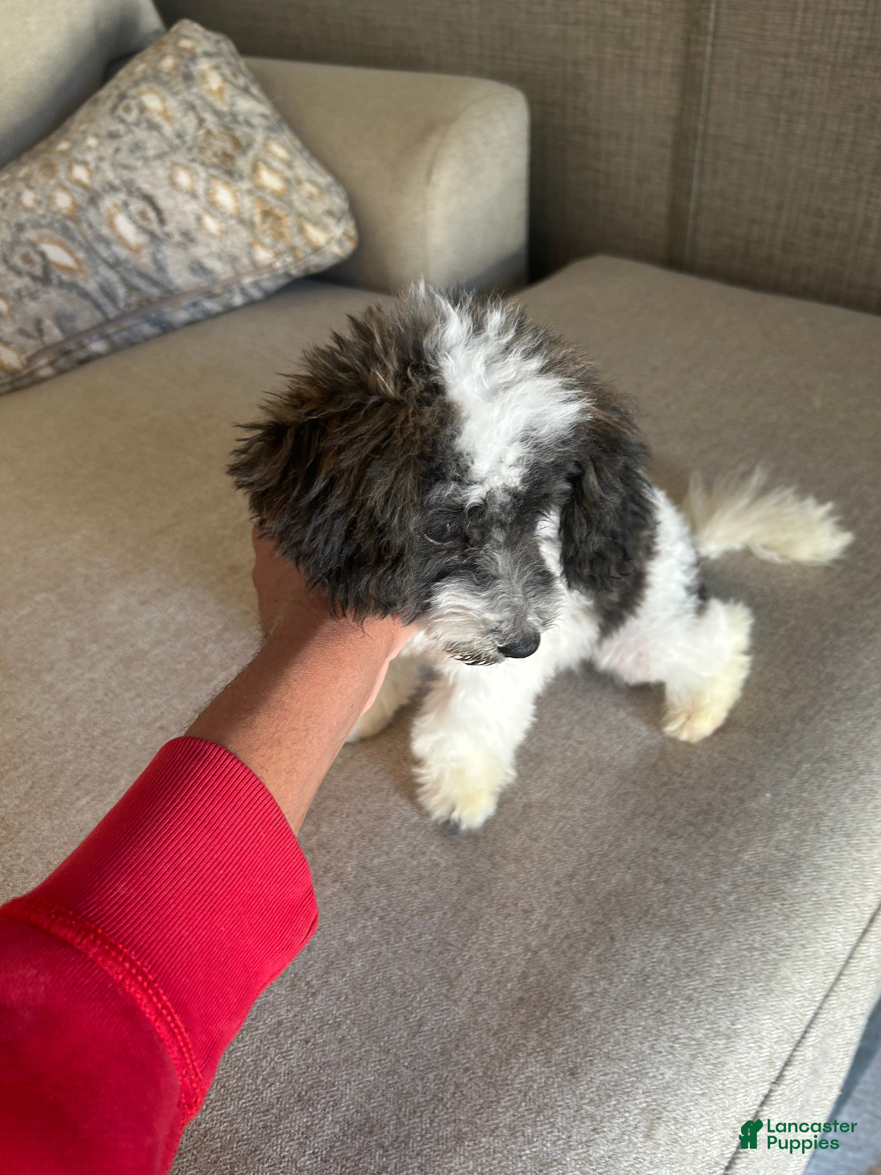 Toy Poodle dogs Toy Poodle Puppy 1 - Ad 2