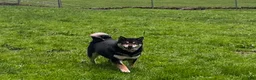 Shiba Inu dogs for sale: Shiba Inu 1 - Ad 4