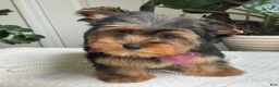 Yorkshire Terrier dogs for sale: Flo - Ad 6