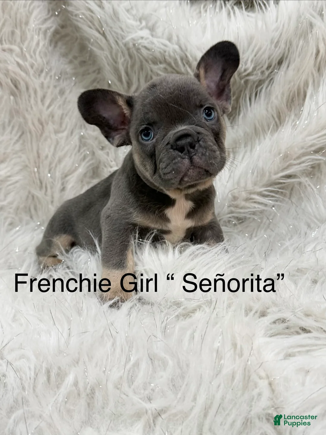 French Bulldog dogs for sale: French Bulldog Puppy 1 - Ad 1