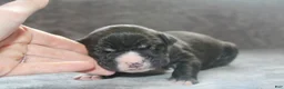 American Bully dogs for sale: Madusa  - Ad 2