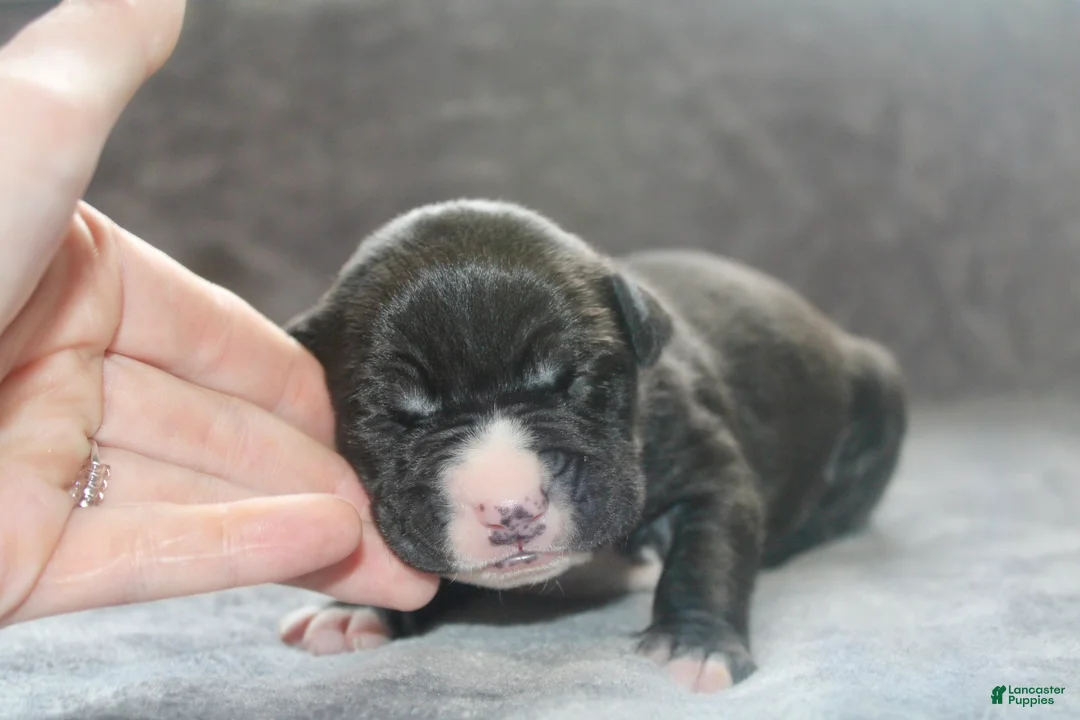 American Bully dogs for sale: Madusa  - Ad 2