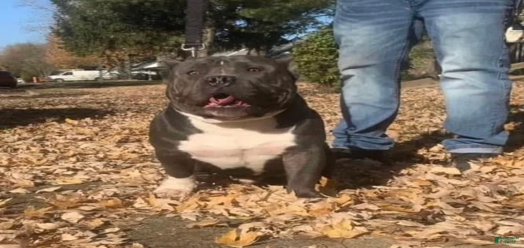 Gallery Image {{count}}