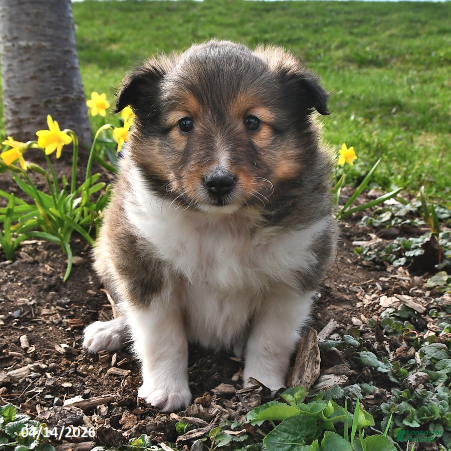 Shetland Sheepdog dogs Shelly - Ad 1