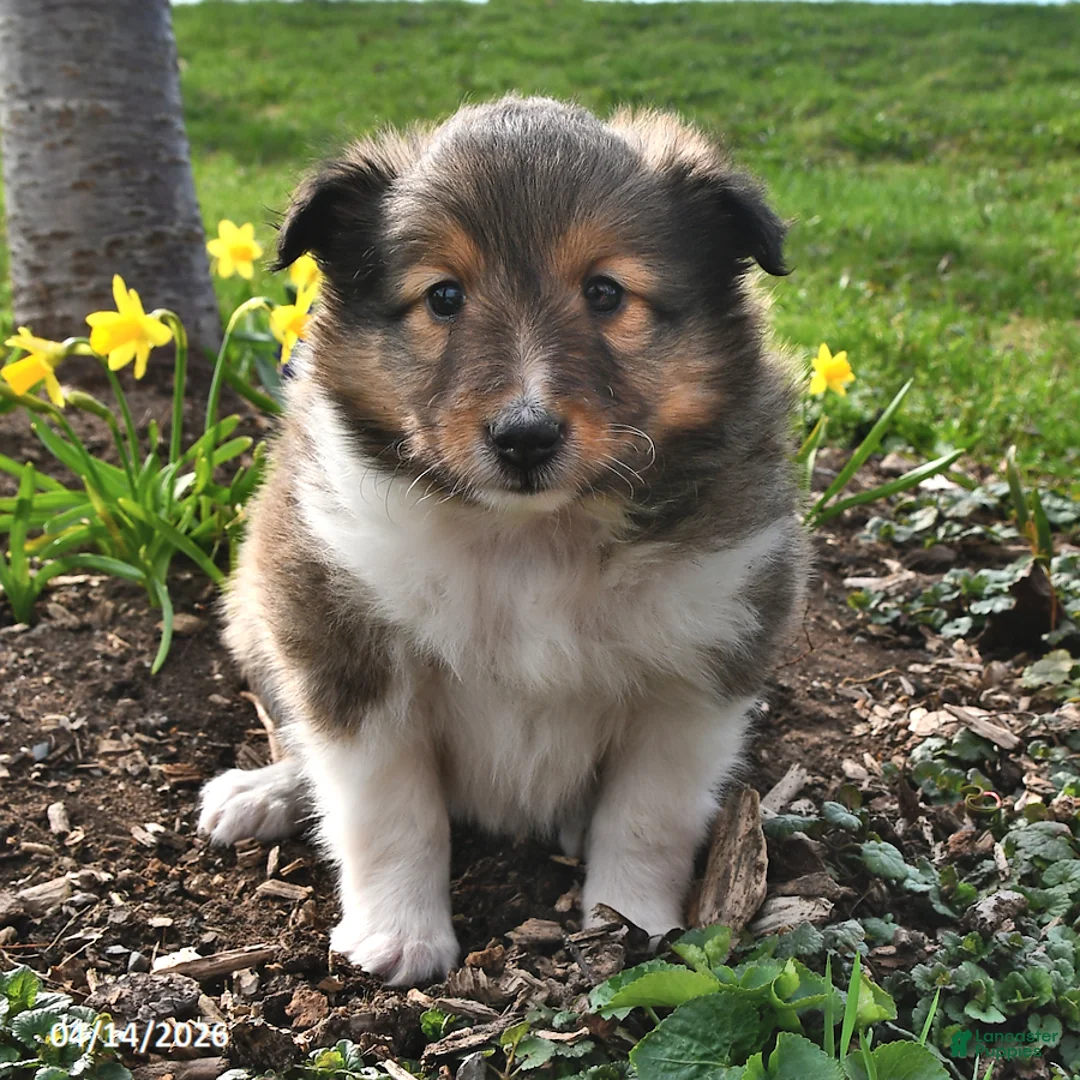 Shetland Sheepdog dogs for sale: Shelly - Ad 1