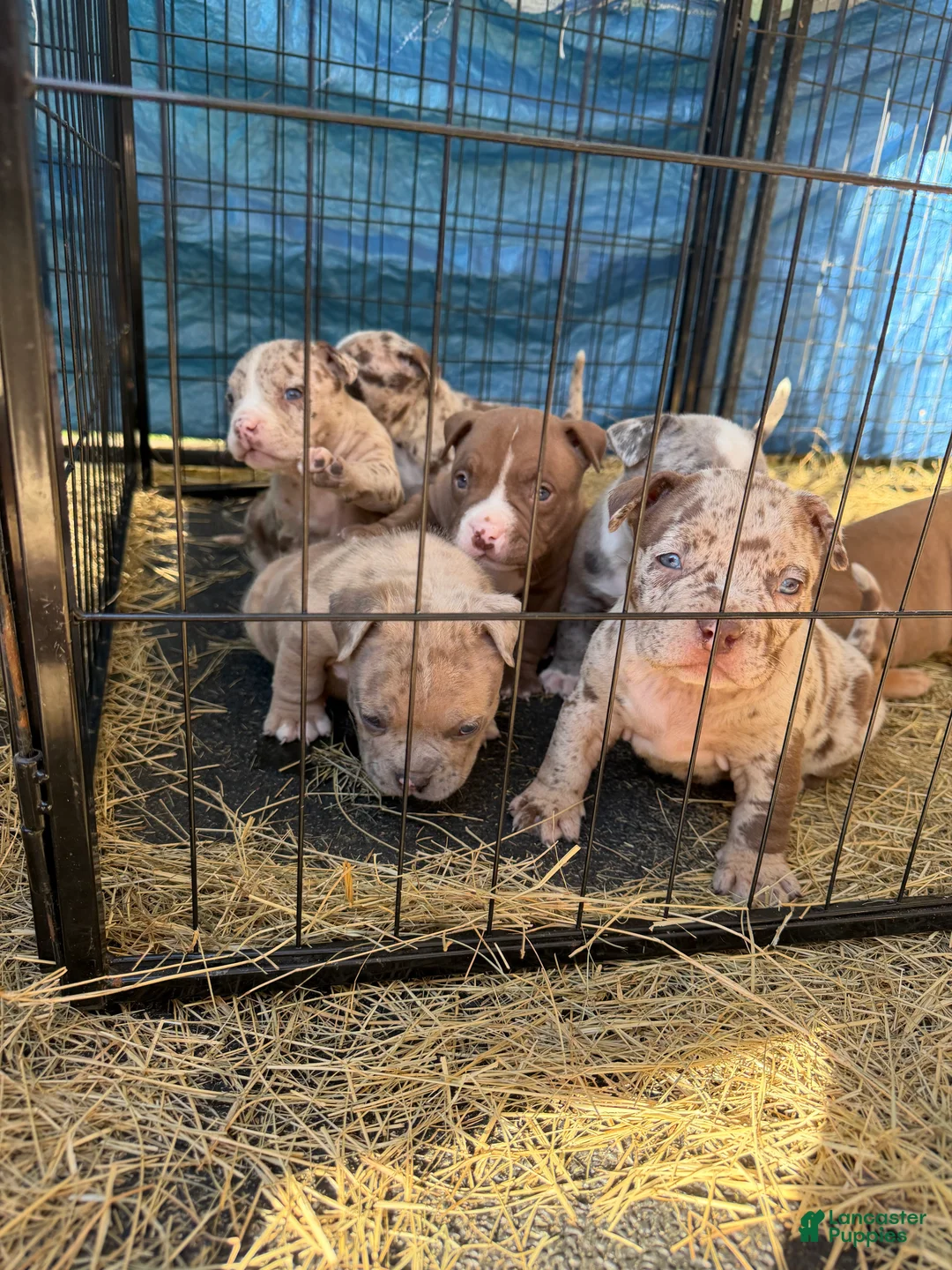 American Bully dogs for sale: American Bully 7 - Ad 1