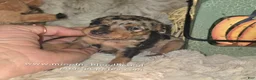 Miniature Pinscher dogs for sale: Atlas - Ad 6