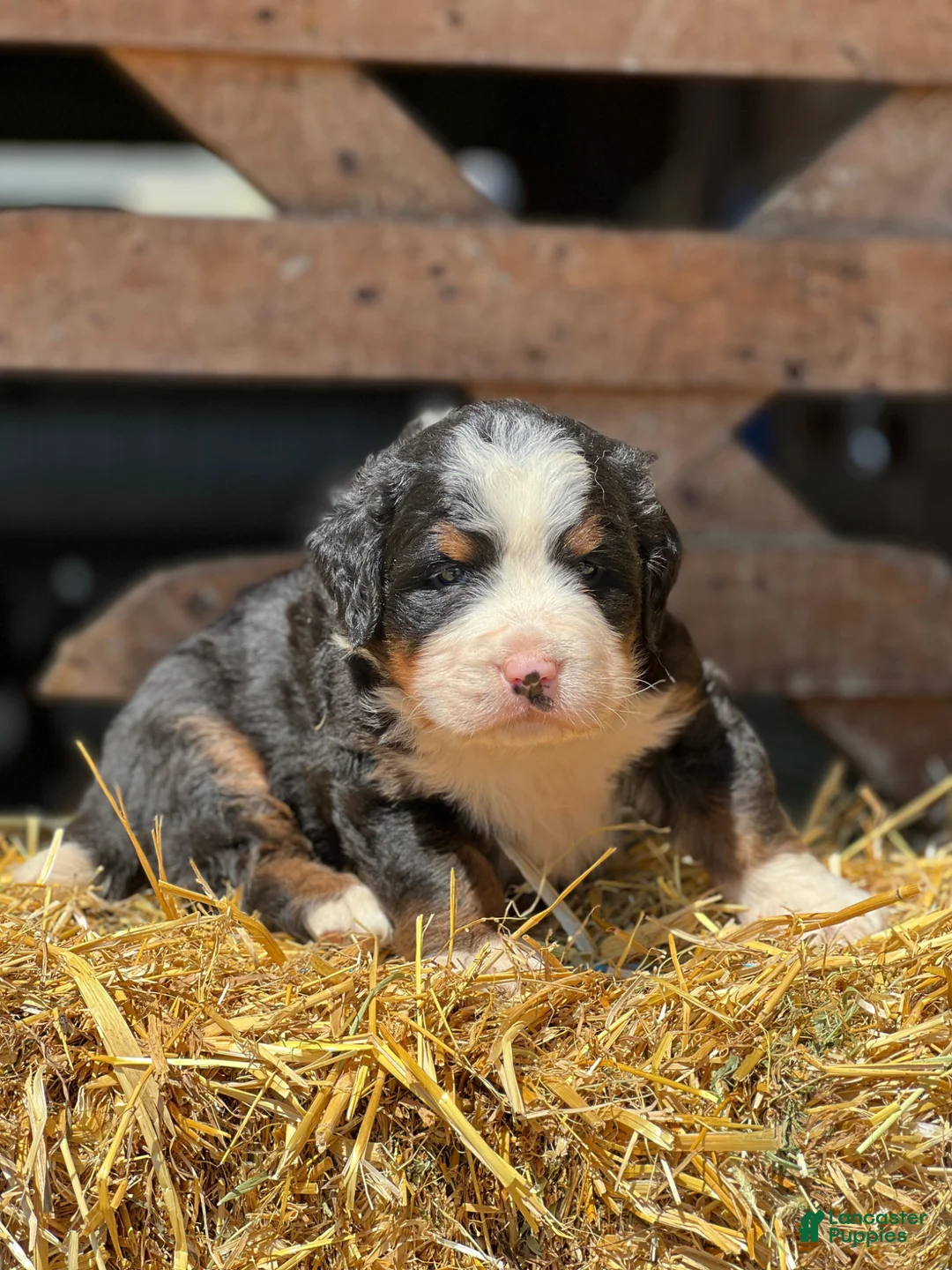 Bernese Mountain Dog dogs for sale: Tommy - Ad 2