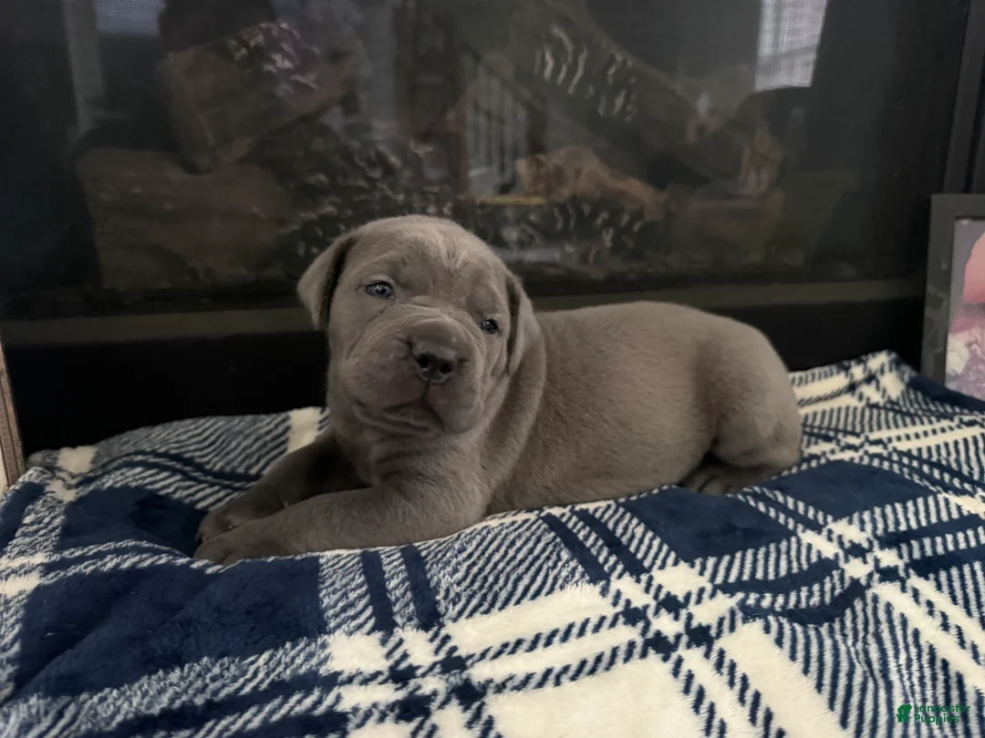 Cane Corso dogs for sale: Cane Corso Puppy 1 - Ad 1
