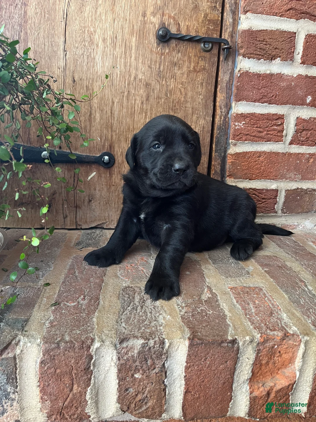 Labrador Retriever dogs for sale: Ruby - Ad 3