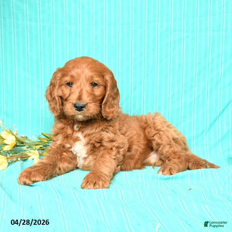 Goldendoodle dogs Rover - Ad 2