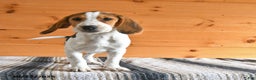 Beagle dogs for sale: Hugo - Ad 1